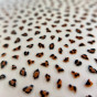 NIC Nailart Sticker Panter - Bruin